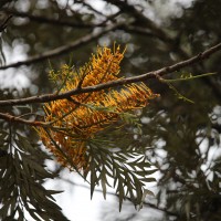 Grevillea robusta A.Cunn. ex R.Br.